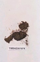 藏品(大帽苔)的圖片